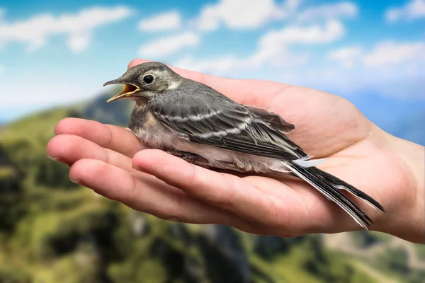 Verwundete Vogelbaumpieper in den Händen. anthus trivialis. Schlucken. Vogelsperling auf Naturhintergrund — Stockfoto