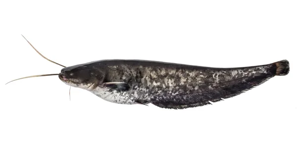 Frischer kleiner Sheatfish isoliert auf weißem Hintergrund. Flussfische. Seitenansicht — Stockfoto