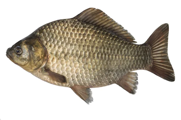 Crucian carpa de peixe cru isolado no fundo branco, isolado no fundo branco . — Fotografia de Stock