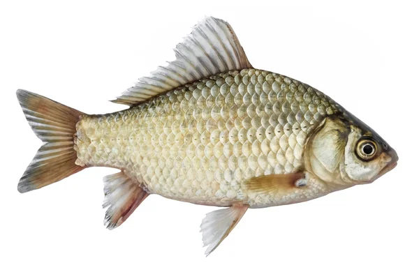 Isolated rudd , a kind of fish from the side. Live fish with flowing fins. River fish — Stock Image Isolated rudd , a kind of fish from the side. Live fish with flowing fins. River fish Royalty Free Stock Photos