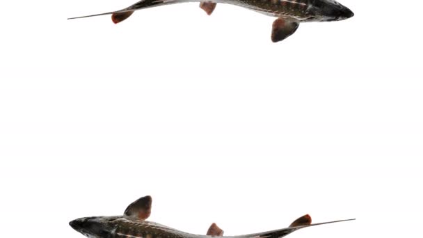 Peixe esturjão isolado sobre fundo branco, vista superior. Espaço para texto — Vídeo de Stock