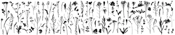 Grote Set Van Verschillende Planten Bloemen Onkruid Silhouetten Van Herfstplanten — Stockvector