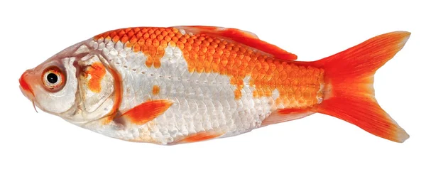 Koi Karper Vis Geïsoleerd Zijaanzicht Goudvis Decoratieve Kruiskarper — Stockfoto