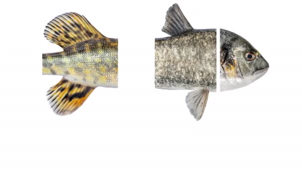 Fiskmosaik, isolerad. En bit Dorado, silverkarp, gädda, karp. Skakning av fisk. — Stockvideo