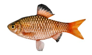 Beyaz arka planda izole edilmiş ateşli barbus balığı