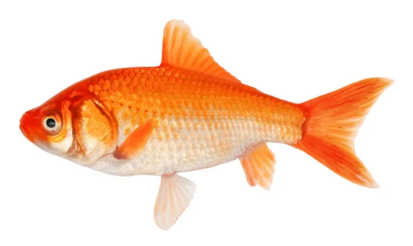 Goldene Karausche Goldfisch Isoliert Auf Weißem Hintergrund — Stockfoto