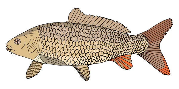 Carpe Poisson Rivière Avec Écailles Dessinées Main Beau Poisson Couleur — Image vectorielle