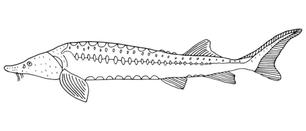 Balık Mersin Balığı Eli Çizilmiş Siyah Beyaz Beyaz Arka Planda — Stok Vektör