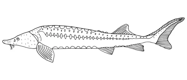 Рибний Осетер Намальований Рукою Чорно Білий Красива Белуга Ізольована Білому — стоковий вектор