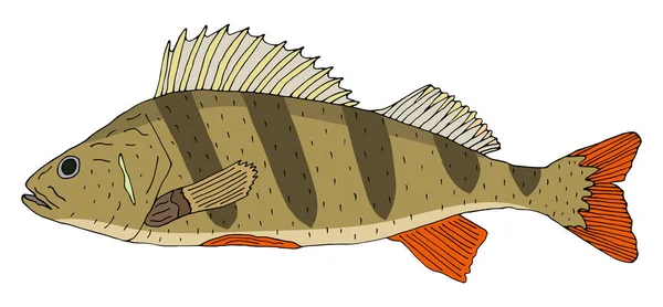 Balık Levreği Çizilmiş Beyaz Arka Planda Izole Edilmiş Güzel Renkli — Stok Vektör