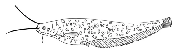 Sheatfish Mão Desenhada Isolado Sobre Fundo Branco Preto Branco Belo — Vetor de Stock