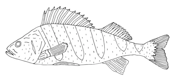 Риба Окунь Намальована Ізольовано Білому Тлі Чорно Білий Контур Риби — стоковий вектор