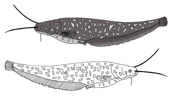 Desenho Mão Belo Peixe Gato Isolado Conjunto Peixes Cores Preto — Vetor de Stock