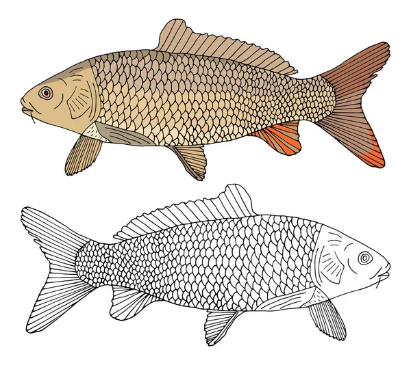 Sazan Balığı Izole Edilmiş Çizimi Renkli Siyah Beyaz Güzel Nehir — Stok Vektör