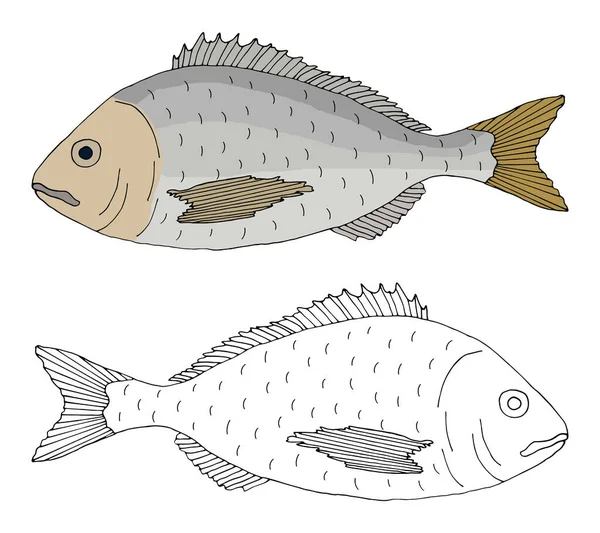 Krásná Ryba Dorado Ruční Kresba Sada Ryb Barvě Černé Bílé — Stockový vektor