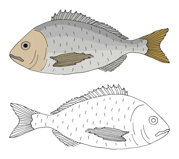 Prachtige Vis Dorado Handtekening Set Van Vissen Kleur Zwart Wit — Stockvector