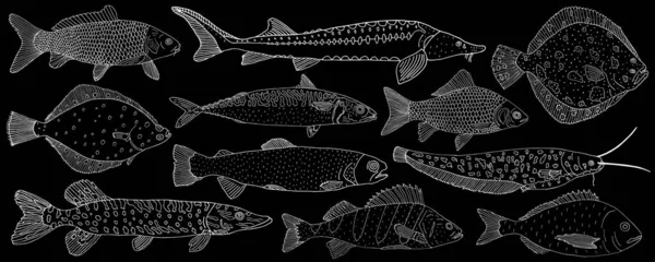 100,000 Fish species Vector Images