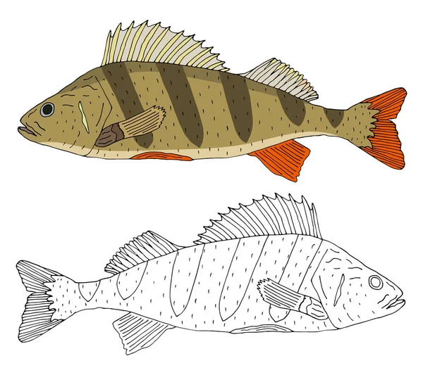 Nehir Levreği Balığı Izole Edilmiş Çizimi Renkli Güzel Balıklar Beyazlı — Stok Vektör