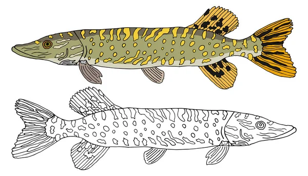 Turna Balığı Izole Edilmiş Çizimi Renkli Güzel Nehir Balığı Seti — Stok Vektör