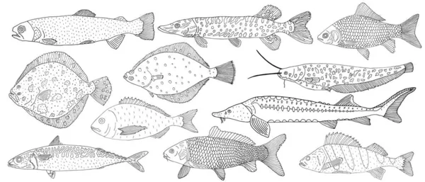 Peixes Rio Mar Prontos Desenho Mão Peixes Diferentes Ilustração Vetorial —  Vetores de Stock