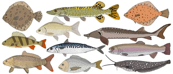 收集河鱼和海鱼手绘 比目鱼 多拉多 虹鳟鱼和鲶鱼 矢量说明 — 图库矢量图片