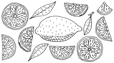 İzole edilmiş güzel el çizimi limon meyveleri koleksiyonu. Limon, dilim ve çeyreklikten oluşan bir set. Vektör illüstrasyonu.