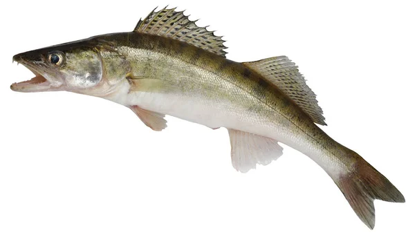 Zander Fish Isolated Pike Perch River Fish White Background — Stock Photo, Image