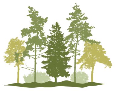 Spring season, silhouette of spruce trees, pine, bush, other trees. Beautiful nature, woodland. Vector illustration