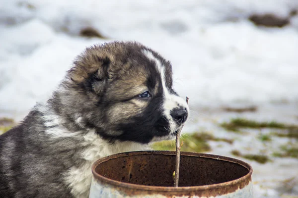 Caucasian shepherd dog — Stock Photo, Image