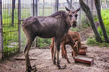 fawns ile hornless geyik
