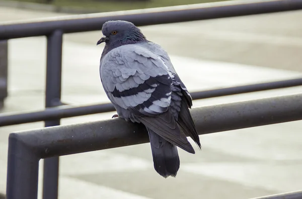 Pombo está sentado no perile — Fotografia de Stock