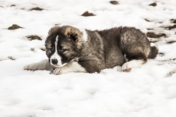 Triste cane pastore caucasico — Foto Stock