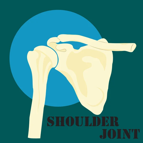 Menselijke schouderverbinding — Stockvector