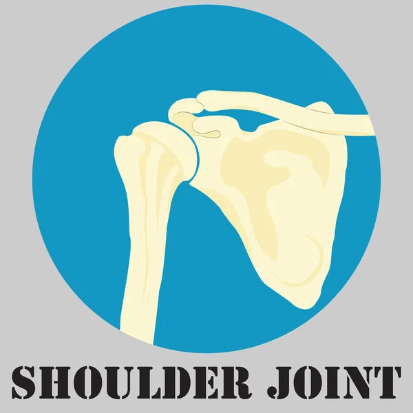 Human shoulder joint — Stock Vector