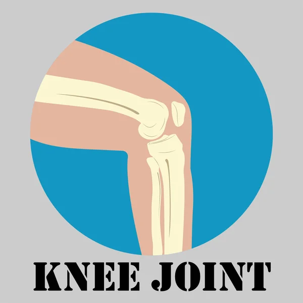 Human knee joint — Stock Vector