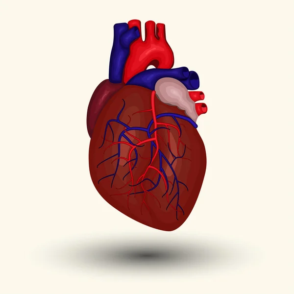 Icono corazón humano — Vector de stock