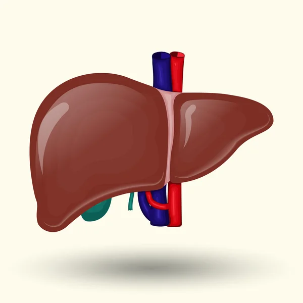 Design del cartone animato fegato umano — Vettoriale Stock
