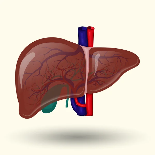 人类肝脏图标 — 图库矢量图片
