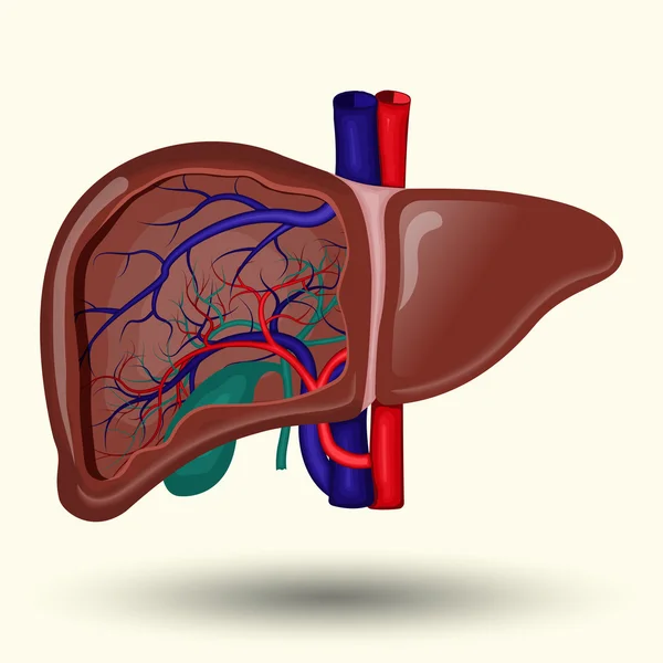人間の肝臓アイコン — ストックベクタ