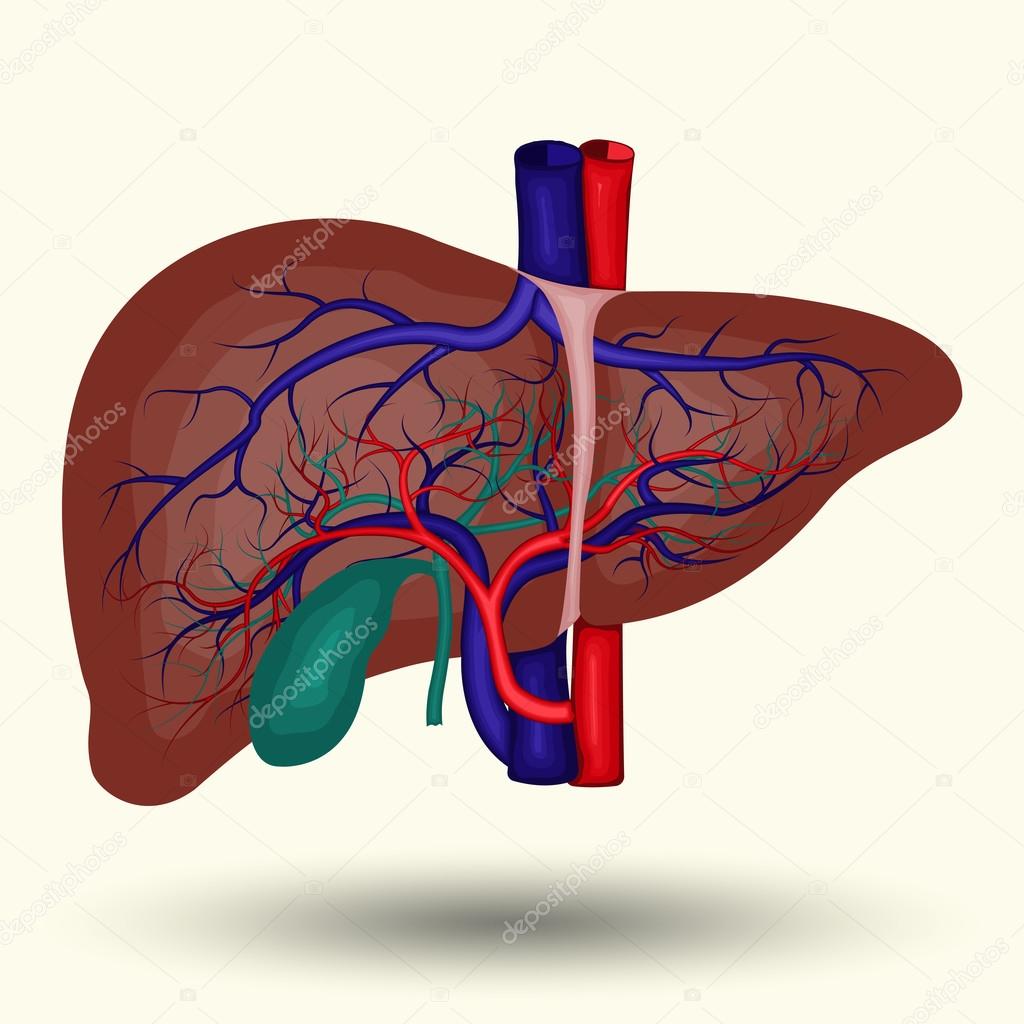 Human liver sign, human liver isolated on white background, human liver  icon, vector