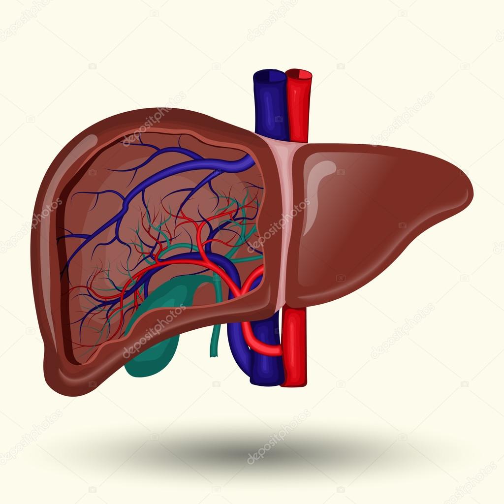 Human liver sign, human liver isolated on white background, human liver  icon, vector