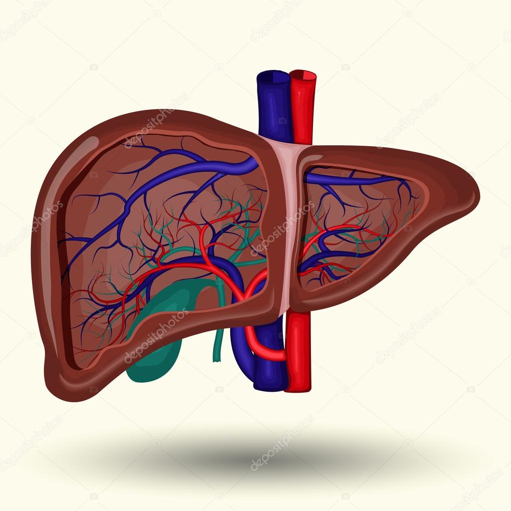 Human liver sign, human liver isolated on white background, human liver  icon, vector