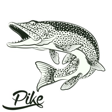 Jumping Pike isolated clipart