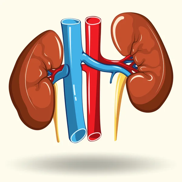 Human kidneys cartoon — Stock Vector