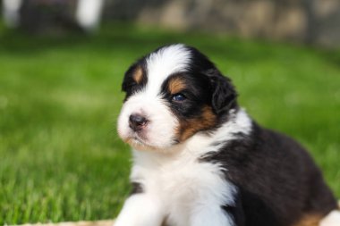 Avustralya çoban köpekleri açık havada