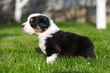 Avustralya çoban köpekleri açık havada
