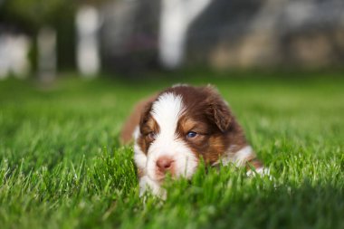 Avustralya çoban köpekleri açık havada