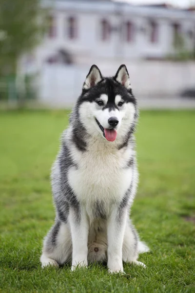 Cão Husky Grama Verde — Fotografia de Stock