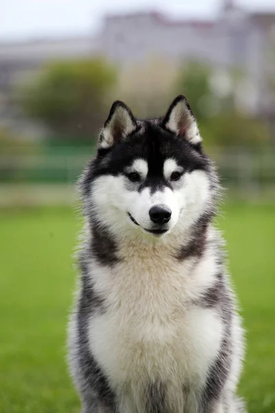 緑の草の上のハスキー犬 — ストック写真