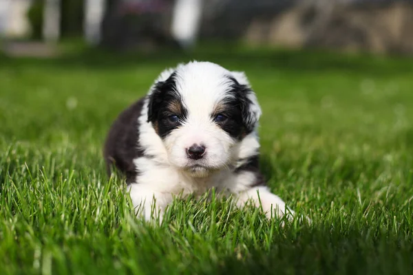 Cuccioli Pastore Australiano All Aperto — Foto Stock